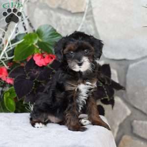 Rosie, Yorkie Poo Puppy